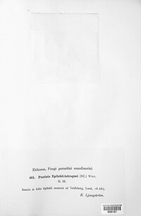 Puccinia pulverulenta image